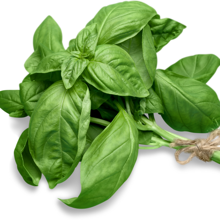 Basil (bunch)