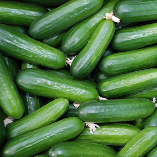 Lebanese Cucumber (1kg)