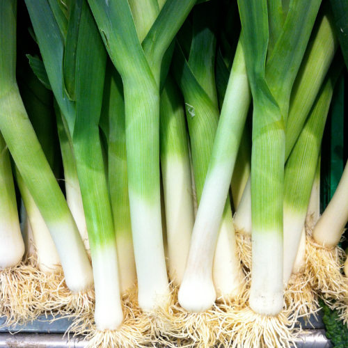 Leek (Each)