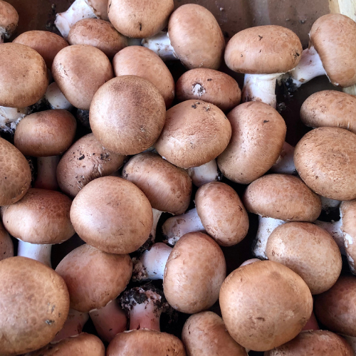 Mushrooms Swiss Brown (Bag)